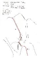 Skica smeri 
